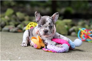 Nessa - French Bulldog for sale