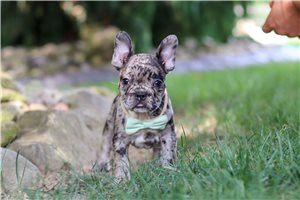 Nico - French Bulldog for sale