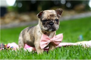 Sophia - French Bulldog for sale