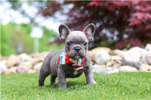 Santiago - French Bulldog for sale