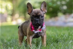 Stella - French Bulldog for sale