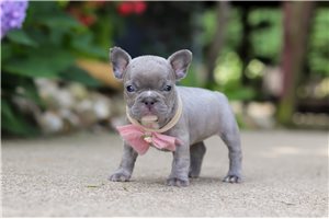 Nala - French Bulldog for sale