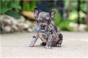 Nico - French Bulldog for sale