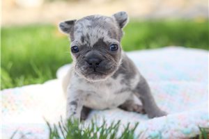 Felicity - French Bulldog for sale