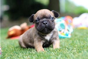 Scarlett | Puppies For Sale at Pawrade
