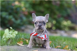 Argo - French Bulldog for sale
