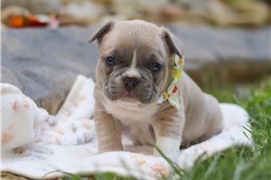Elijah - puppy for sale