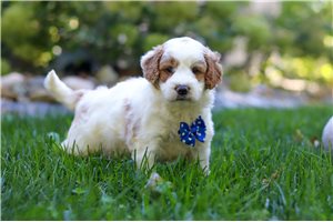 James - Goldendoodle, Mini for sale