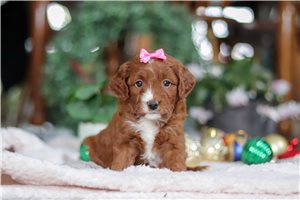 Tonia - Goldendoodle, Mini for sale