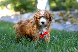 Johnson - Goldendoodle, Mini for sale