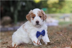 Gleeson - Goldendoodle, Mini for sale