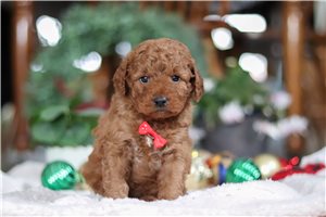 Tuck - Goldendoodle, Mini for sale