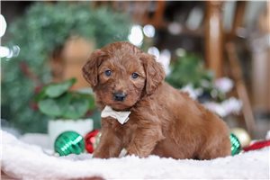 Teddy - puppy for sale
