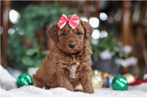 Tallulah - Goldendoodle, Mini for sale
