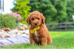 Baxter - Goldendoodle, Mini for sale