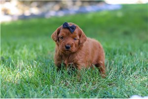 Betty - puppy for sale