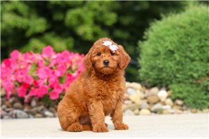Betty - Goldendoodle, Mini for sale