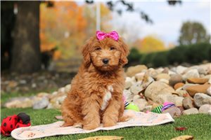 Gweneth - puppy for sale