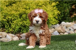 Addie - Goldendoodle, Mini for sale