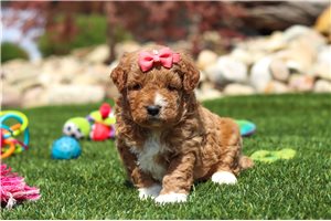 Mary - puppy for sale