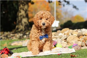 Gohan - Goldendoodle, Mini for sale