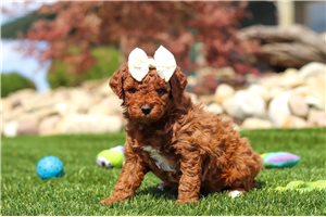 Ellie - Goldendoodle, Mini for sale