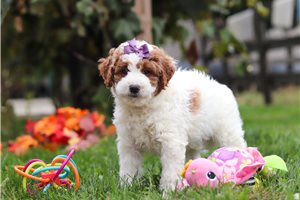 Guinevere - Goldendoodle, Mini for sale