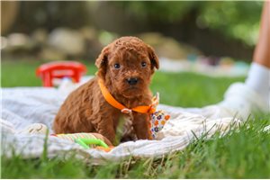 Bacon - puppy for sale