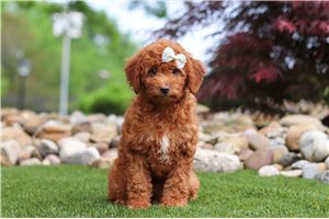 Vicky - Goldendoodle, Mini for sale