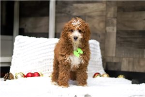 Jett - Goldendoodle, Mini for sale