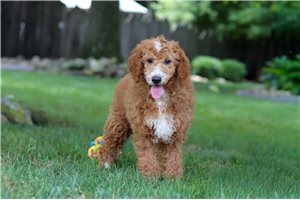 Leslie - Goldendoodle, Mini for sale