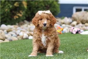 Maizie - Goldendoodle, Mini for sale
