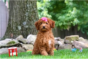 Vicky - Goldendoodle, Mini for sale