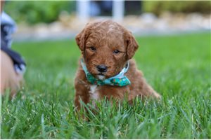 Baxter - puppy for sale