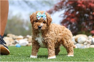 Mary - Goldendoodle, Mini for sale