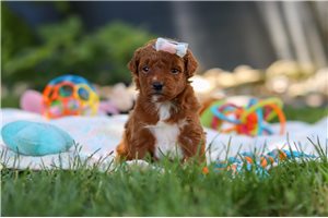 Bessy - puppy for sale