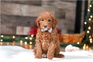 Thatcher - Goldendoodle, Mini for sale