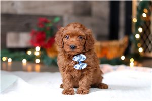 Tomas - Goldendoodle, Mini for sale