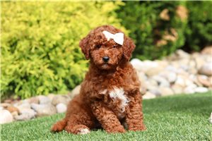 Ellie - Goldendoodle, Mini for sale