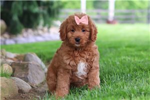 Sara - Goldendoodle, Mini for sale
