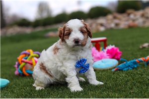 Riker - puppy for sale