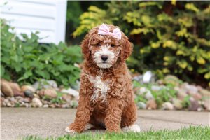 Leslie - Goldendoodle, Mini for sale