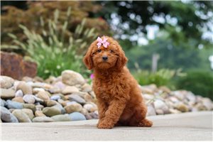 Barbie - Goldendoodle, Mini for sale
