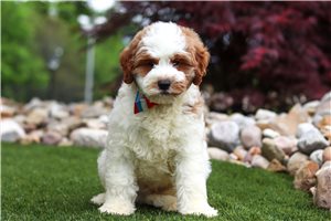 Riker - Goldendoodle, Mini for sale