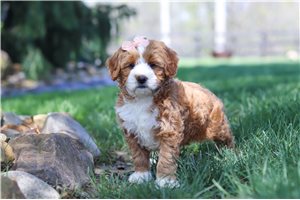 Addie - Goldendoodle, Mini for sale