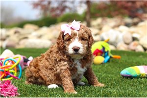 Leslie - puppy for sale