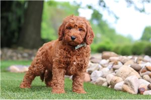 Trip - Goldendoodle, Mini for sale
