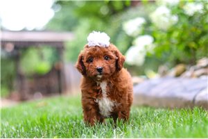 Bessy - Mini Goldendoodle for sale