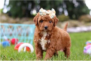 Bessy - Goldendoodle, Mini for sale