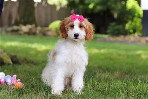 Sammy - Goldendoodle, Mini for sale